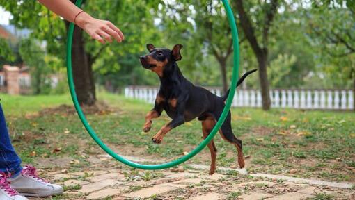 Miniature pinscher best sale good with kids